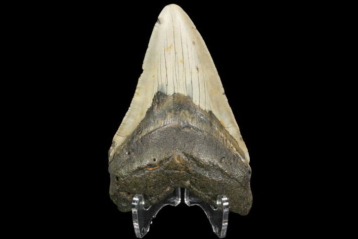 Fossil Megalodon Tooth - North Carolina #124636
